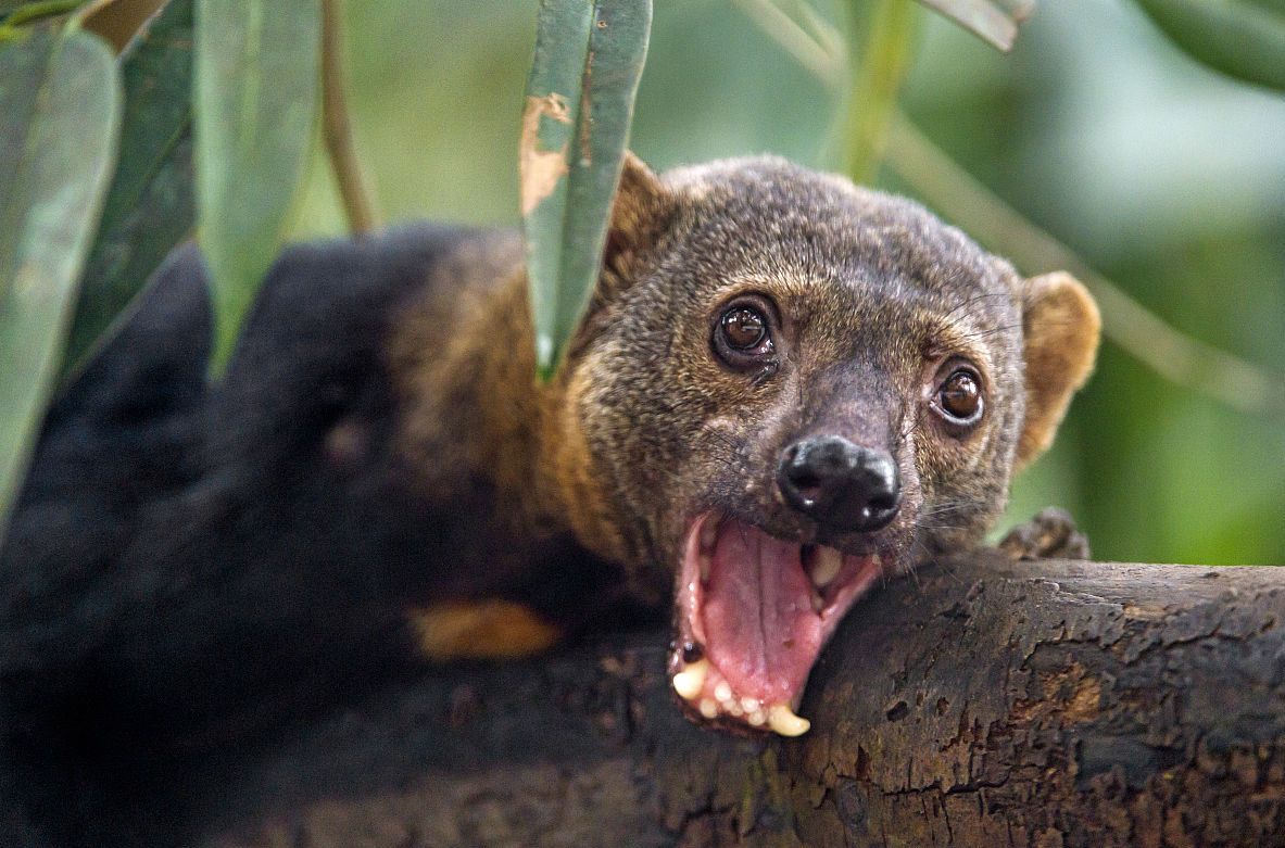  p>狐鼬是一种产于 a href="#" data-lemmaid="2219981">中美洲 /a>的