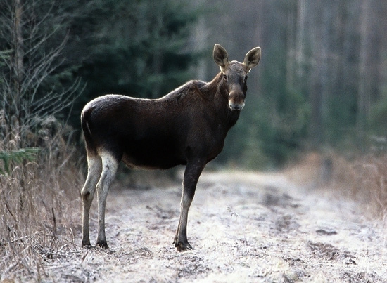  p>驼鹿乌拉尔亚种(学名: i>alces alces uralensis /i>)是驼鹿的亚种
