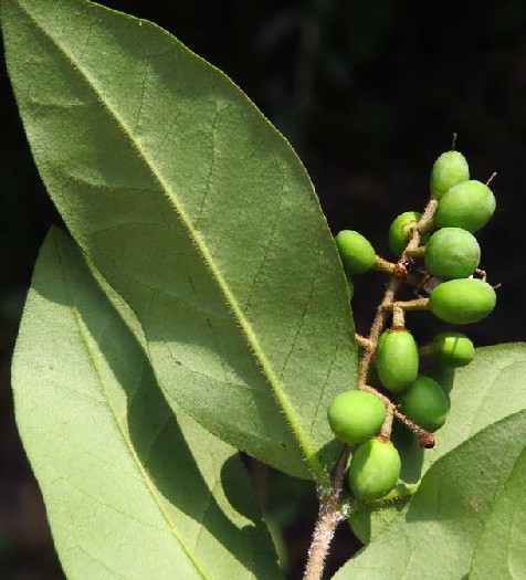  p>蜡子树,别名:水白蜡,黄家榆,拉丁文名:ligustrum molliculum hance