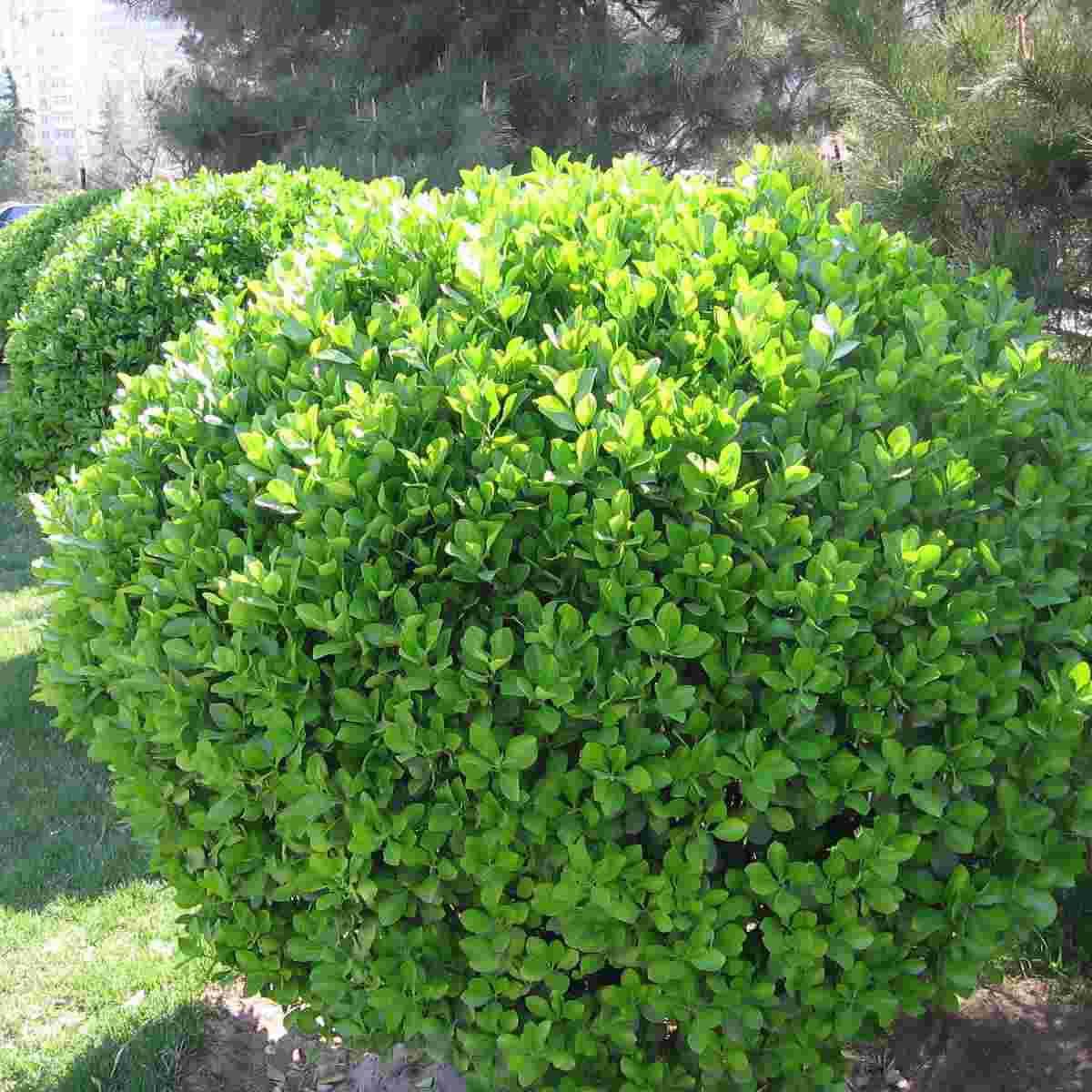  p>三花冬青为 a target="_blank" href="/item/冬青属/10188411"