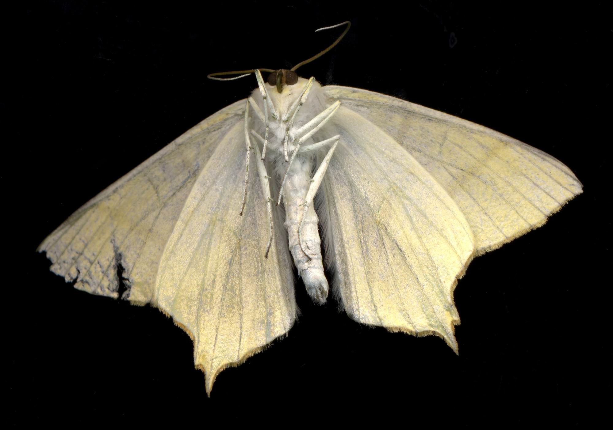  p>昆虫名,为鳞翅目,夜蛾科.分布于山东,河北,江苏,甘肃等冬麦区.