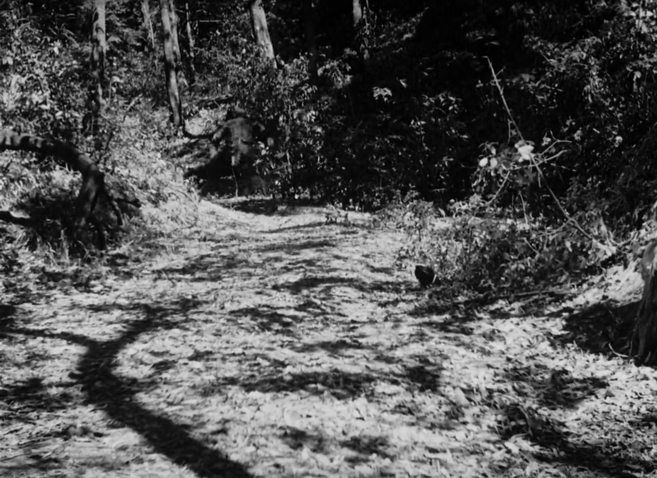 罗生门inthewoods(1950)