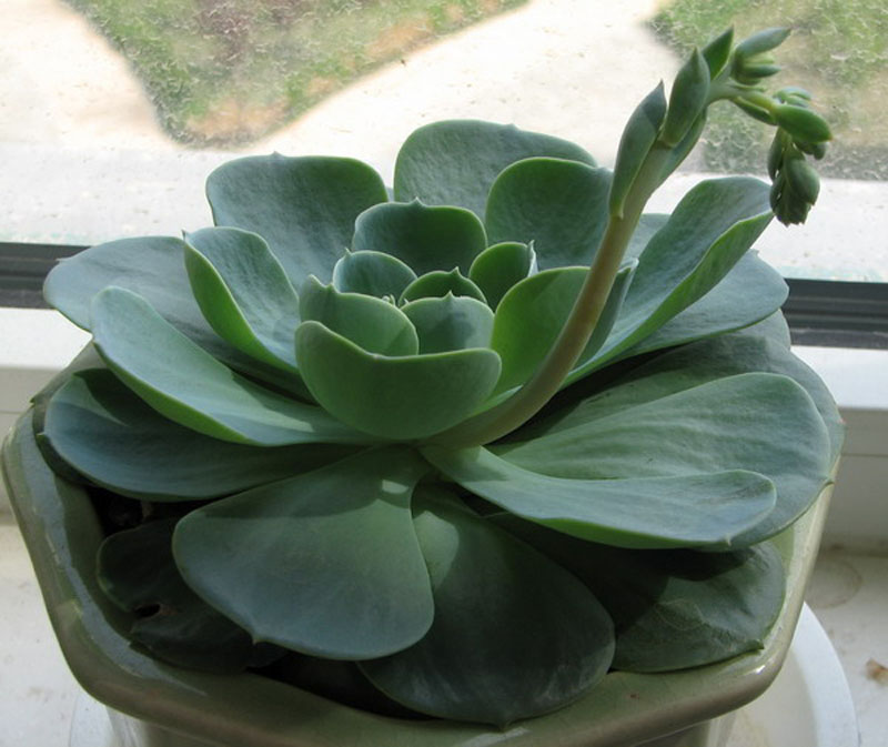 是景天科莲花掌属植物.