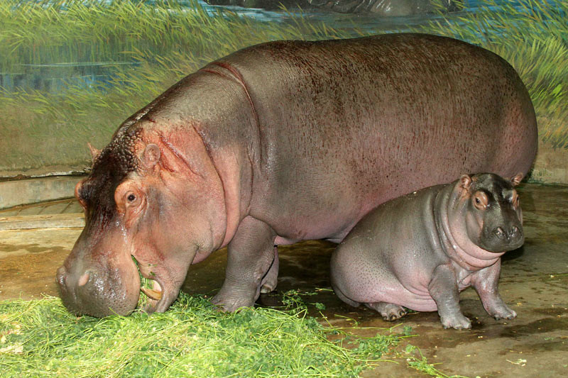 河马是巨大的陆栖动物之一,亦是陆地上体型(按平均值算)仅次于大象和