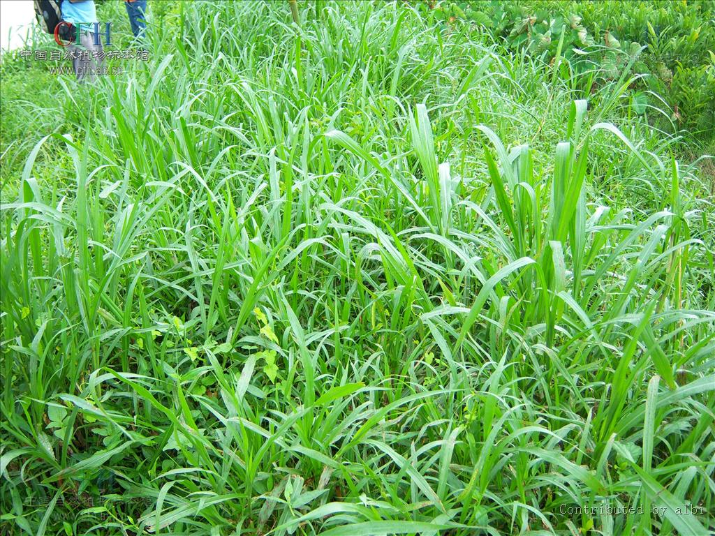  p>象草(学名: i>pennisetum purpureum /i> schum.