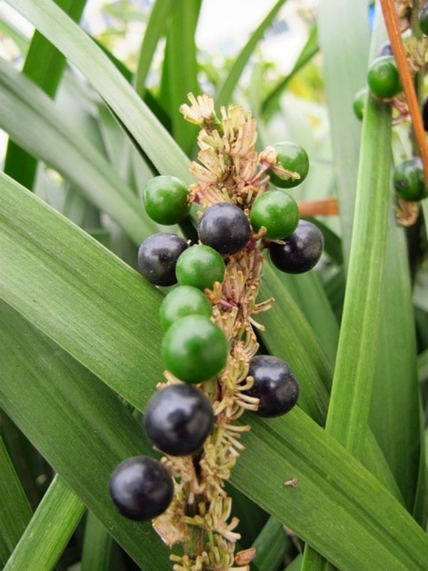  p>山麦冬(学名: i>liriope spicata /i> (thunb.) lour.