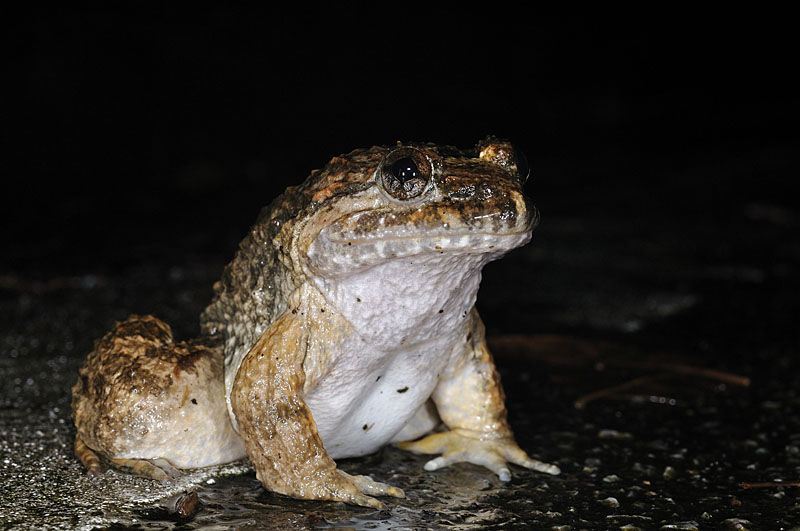  p>大头蛙(学名:rana kuhlii)为蛙科蛙属的两栖动物.