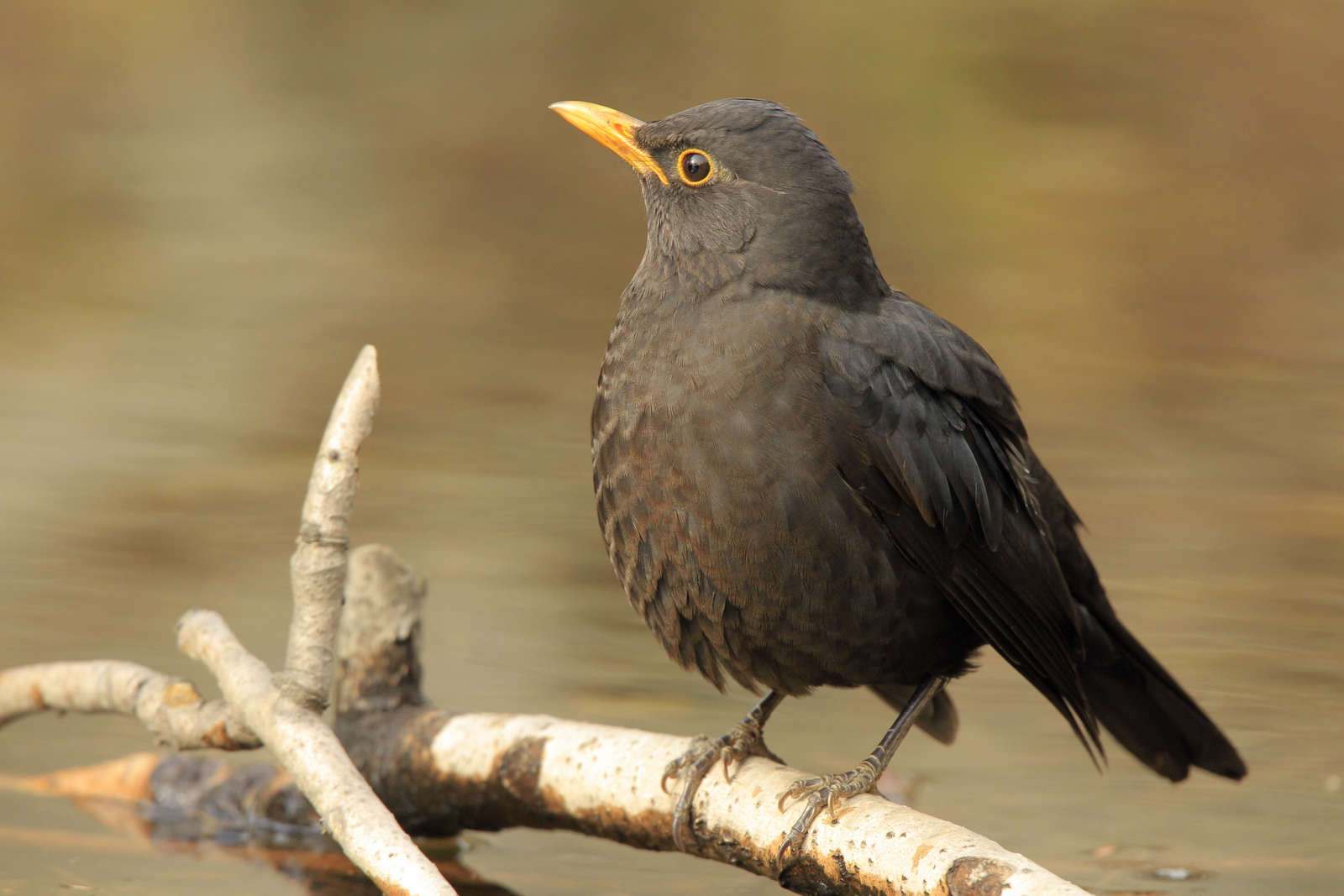  p data-id="gnx7htb9eq">百舌鸟:又名乌鸫,反舌, a target="_blank"