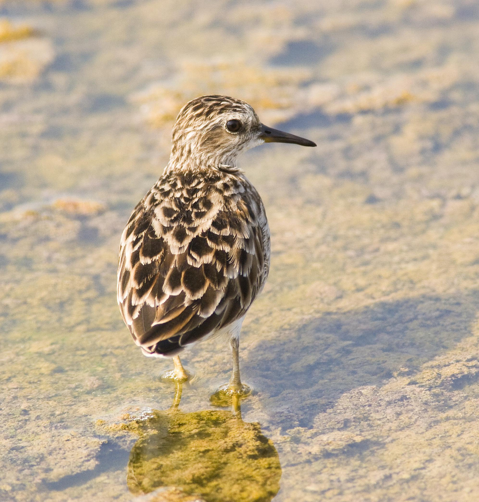  p>长趾滨鹬(学名: i>calidris subminuta /i>):是鹬科滨鹬属的小型