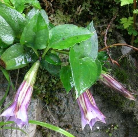  p>峨眉双蝴蝶(学名: i>tripterospermum cordatum /i> (marq.) h.