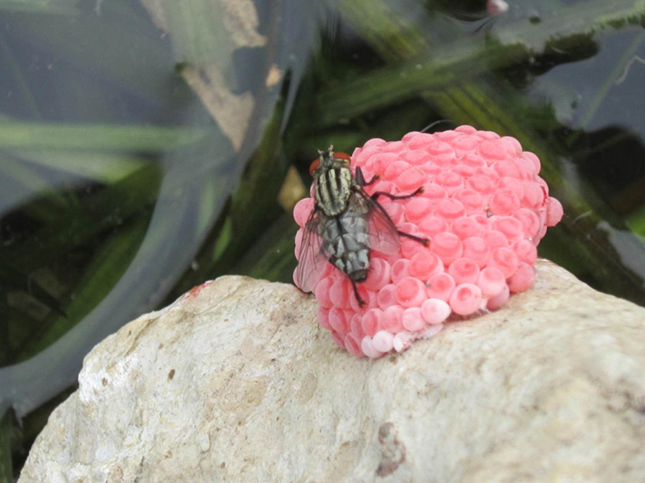  p>苍蝇卵,通常指家蝇卵,是苍蝇 a href="#" data-lemmaid="1417">