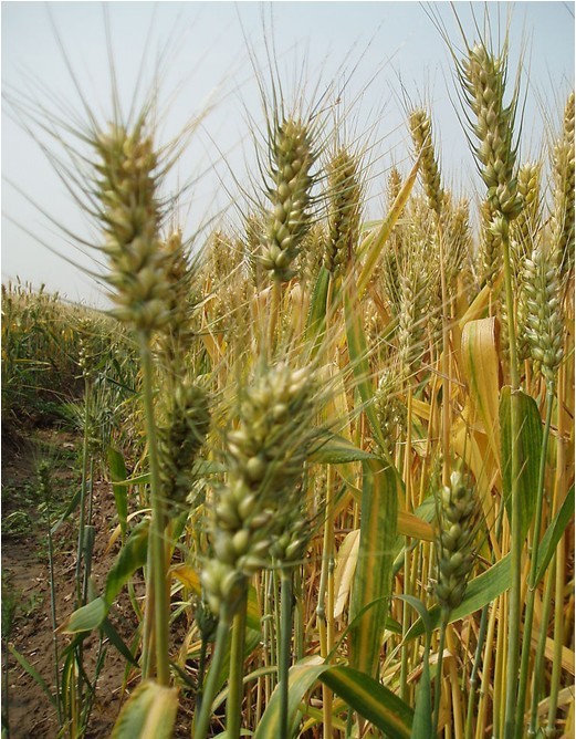  p>一粒小麦(triticum monococcum),小麦属中最原始的栽培种.