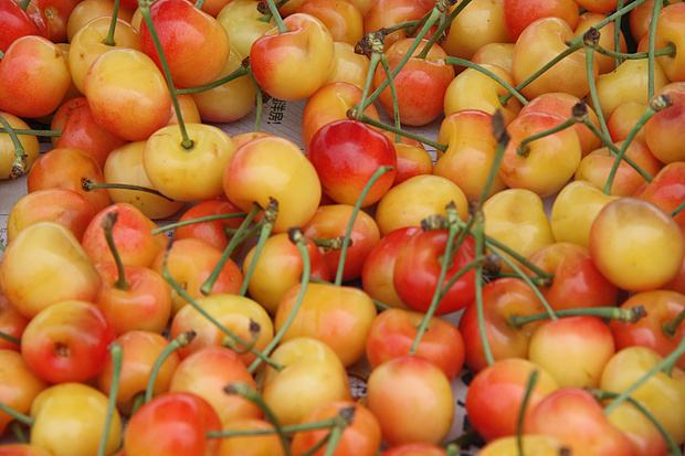  p>黄玉属我国栽培面积较大的优良樱桃品种. /p>