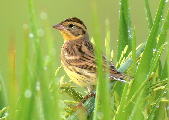  p>黄胸鹀(学名: i>emberiza aureola /i>):是雀形目,鹀科,鹀属的鸟类
