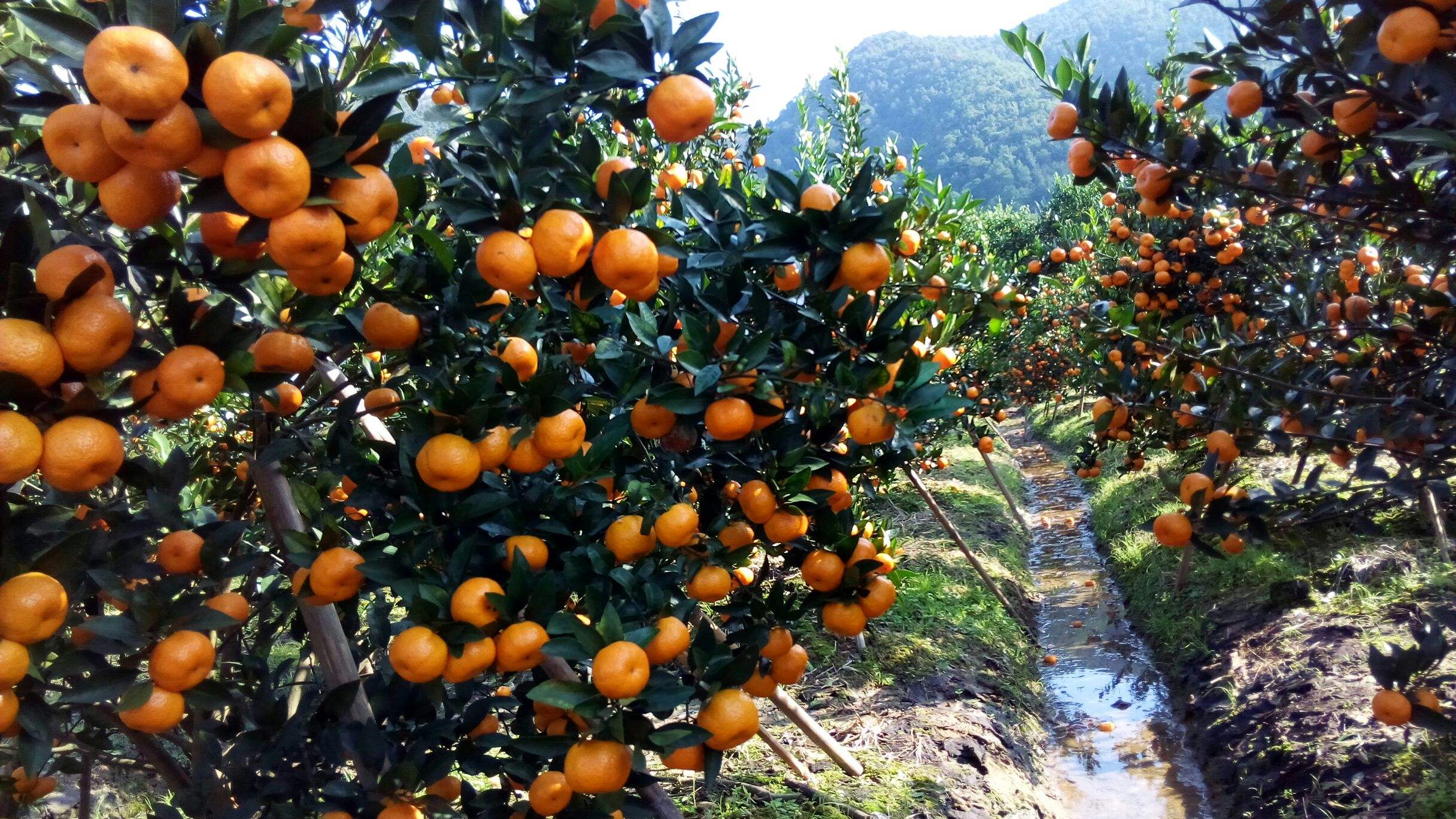 临海蜜桔地理标志(临海蜜橘出名的原因)