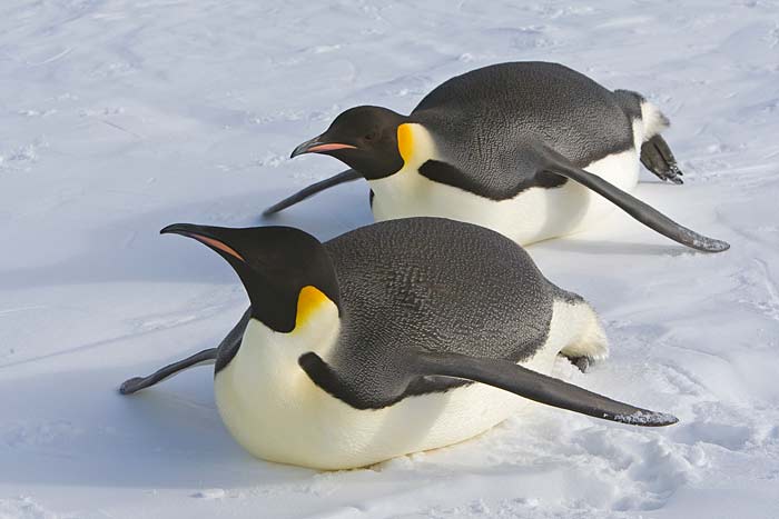  p>帝企鹅(学名: i>aptenodytes forsteri /i>):也称皇帝企鹅,是 a