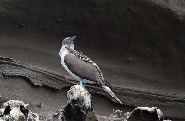  p>蓝脚鲣鸟(学名: i>sula nebouxii /i>):是一种大型的热带 a target