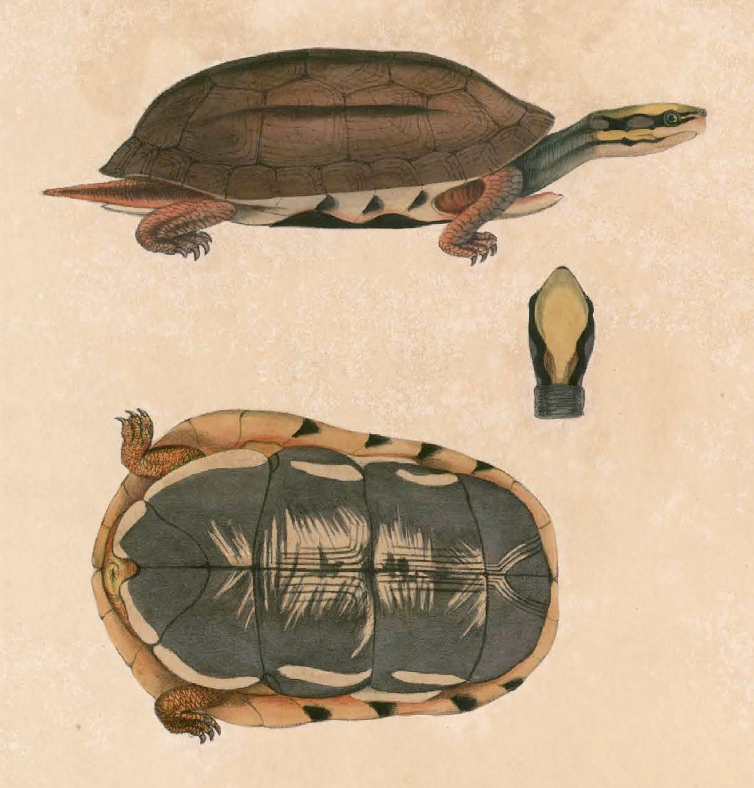  p>三线闭壳龟(学名: i>cuora trifasciata /i>)是龟科,闭壳龟属动物.