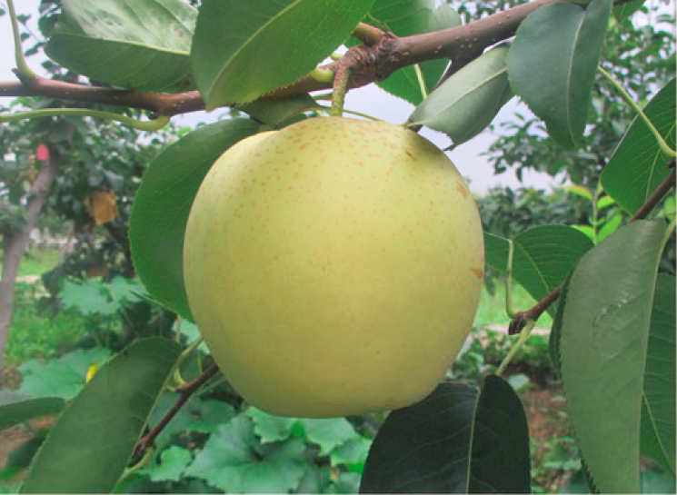 苏翠一号梨