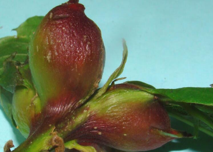  p>中国各 a href="#" data-lemmaid="6064">板栗 /a>产区几乎都有