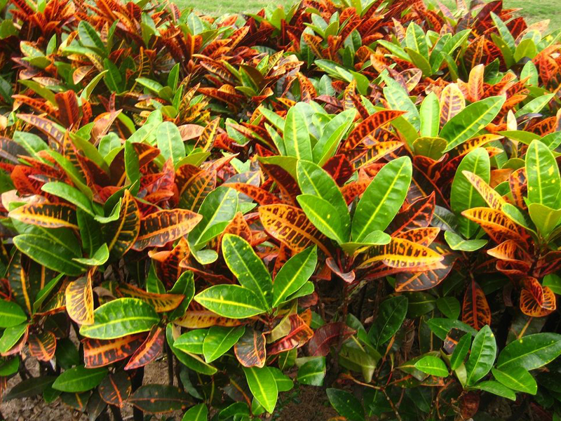  p>变叶木(学名: i>codiaeum variegatum  /i>(l.) a. juss.