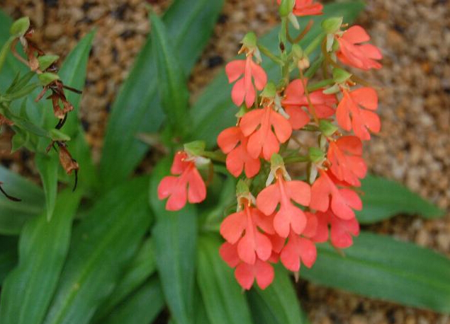 橙黄玉凤花海南个体