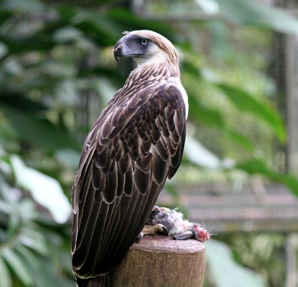  p>食猿雕(学名: i>pithecophaga jefferyi /i>):也称作菲律宾雕.