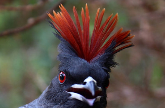  p>红冠伞鸟(学名: i>ampelion rubrocristatus /i>):是中小型 a>鸟类