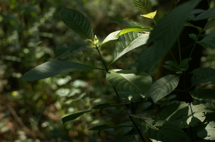  p> b>薄叶水锦树 /b>(学名: i>wendlandia bouvardioides /i>),为 a