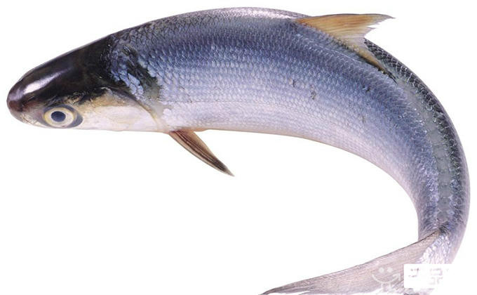 青根鱼主要产于长江流域地区,也可人工养殖,但由于