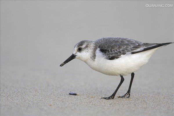  p>三趾鹬(学名: i>calidris alba /i>)体长约20厘米,是一种近灰色的 