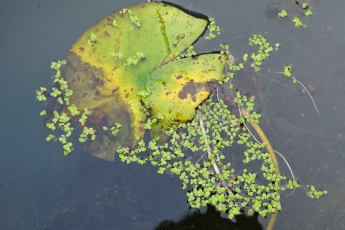 wimmer)是浮萍科,芜萍属飘浮 a target="_blank" href="/item/草本