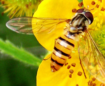  p data-id="gn7nzoaxpr">铜川中蜂-18是一种体型中等,体色浅棕与金黄