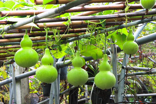  p>瓠瓜,为 a target="_blank" href="/item/葫芦科">葫芦科 /a> a