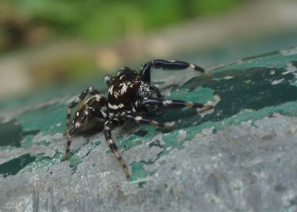  p>波氏跳蛛,为蛛形目, a href="#">跳蛛科 /a>.