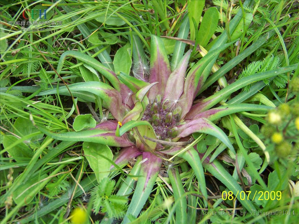  p>星状雪兔子,是 a href="#" data-lemmaid="3078177">风毛菊属 /a>