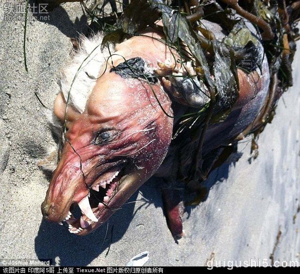 data-lemmaid="200267">美洲 /a>的吸血动物