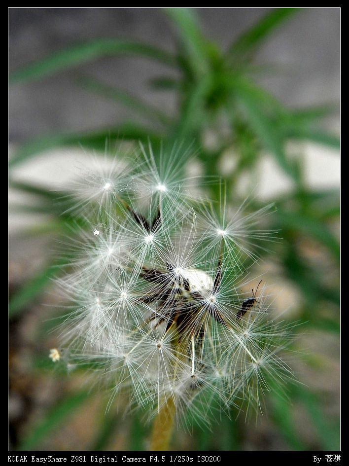  p>苍叶蒲公英(学名: i>taraxacum glaucophyllum /i> soest)是多年生