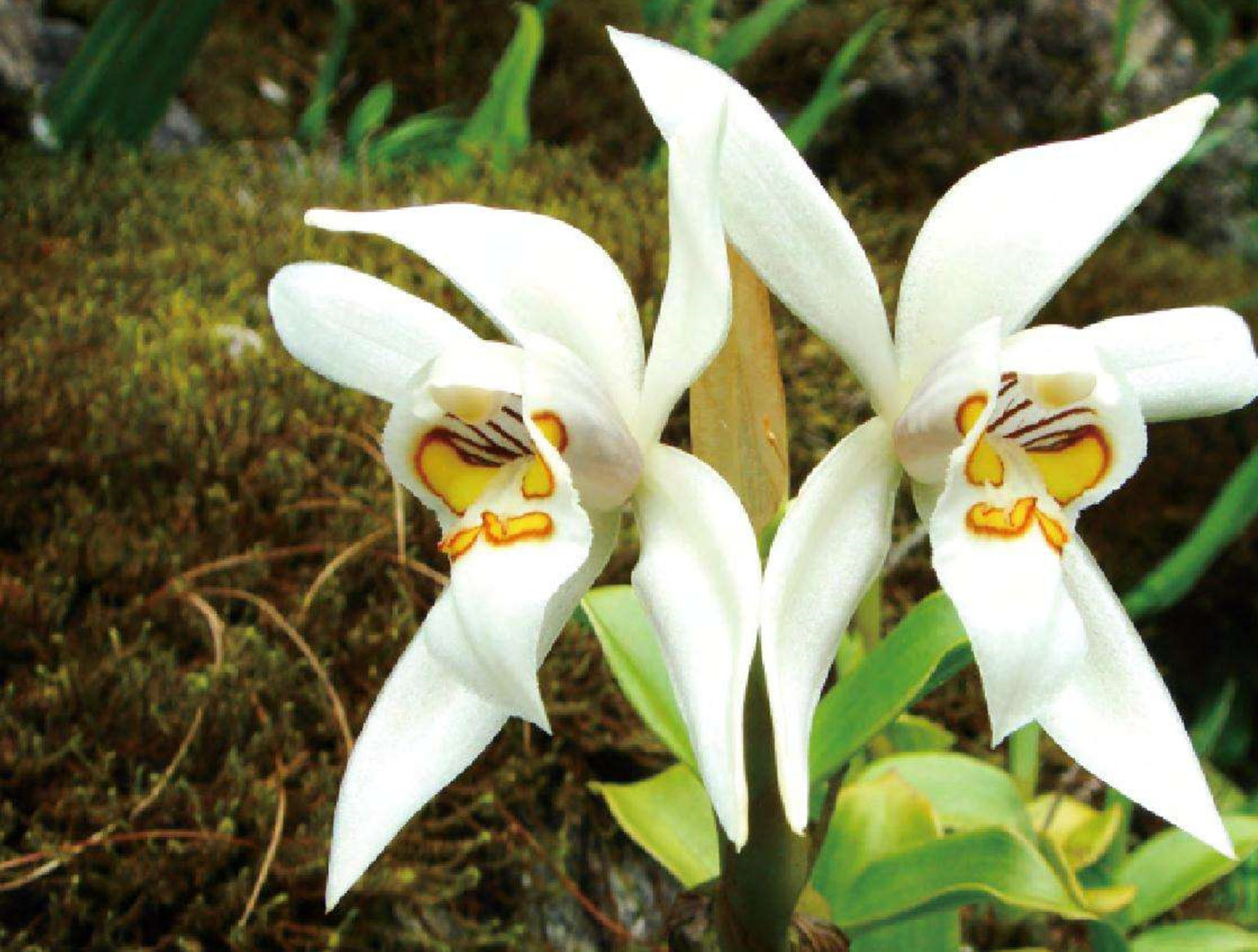 p>贝母兰属(学名:coelogyne lindl.