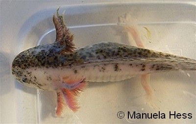  p>墨西哥钝口螈(英文名称:axolotl),又名美西螈,俗称六角恐龙,是水栖
