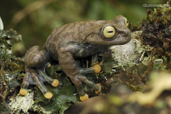 树蛙