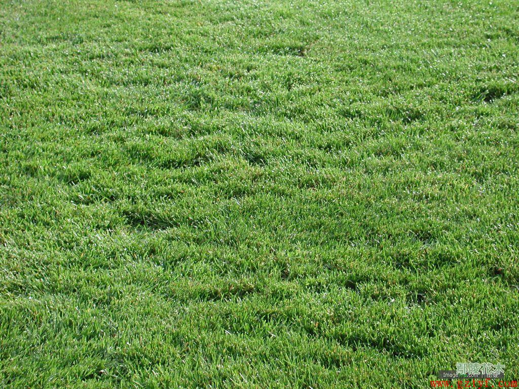  p>结缕草(学名: i>zoysia japonica /i>  steud),为禾本科,结缕草属