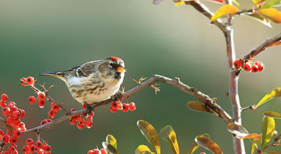  p>红顶雀, a href="#" data-lemmaid="3516708">脊索动物门 /a>, a