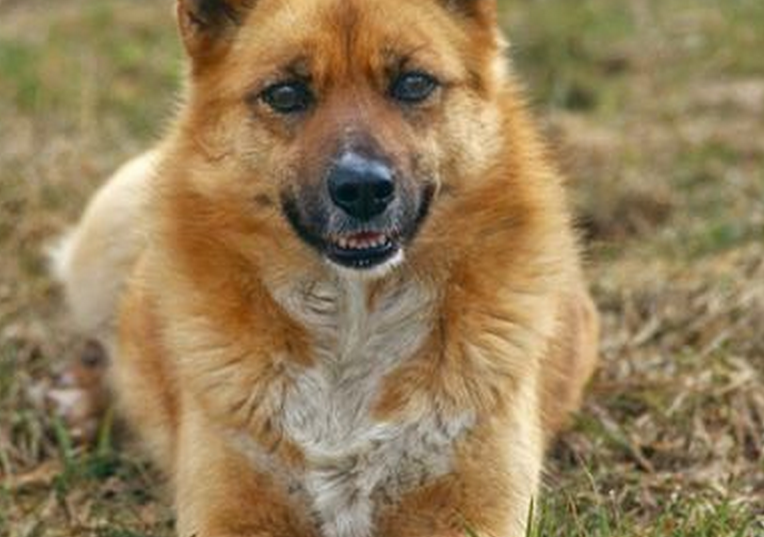  p>冰岛犬原产地冰岛, 起源于17世纪.