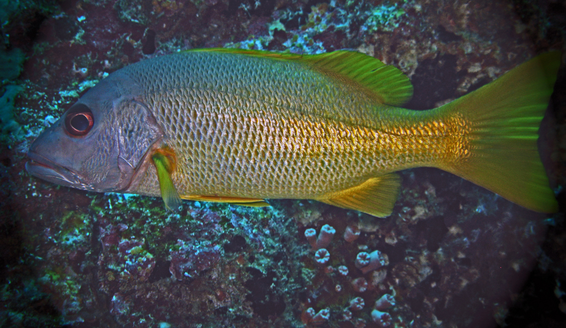  p>紫红笛鲷(学名 i> /i>: i>lutjanus argentimaculatus /i>)是笛鲷