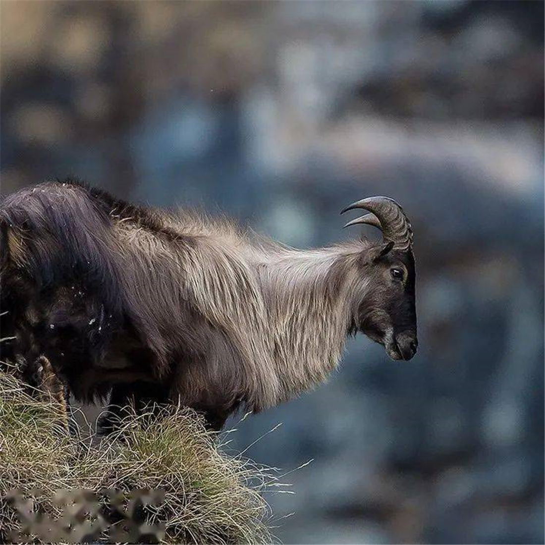 塔尔羊 /p> p>学 名 hemitragus jemlahicus /p> p>英文名 himalayan