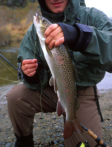  p>细鳞鲑(学名: i>brachymystax lenok /i>)是鲑科,细鳞鱼属鱼类.