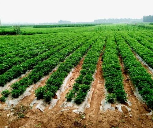 为什么说花生是最好的下酒菜？_百科TA说