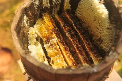 今天为我们采蜜的小蜜蜂来自国外 有关蜂蜜的9个问题 百科ta说