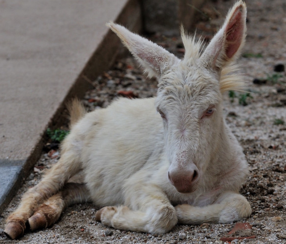 equus africanus f. asinus "asinara donkey"